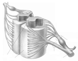 Sensory Dorsal root Motor Ventral root Spinal nerve Dermatomes Area
