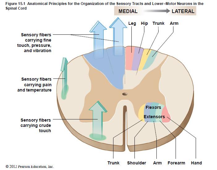 Motor neurons of anterior horn Medial group: