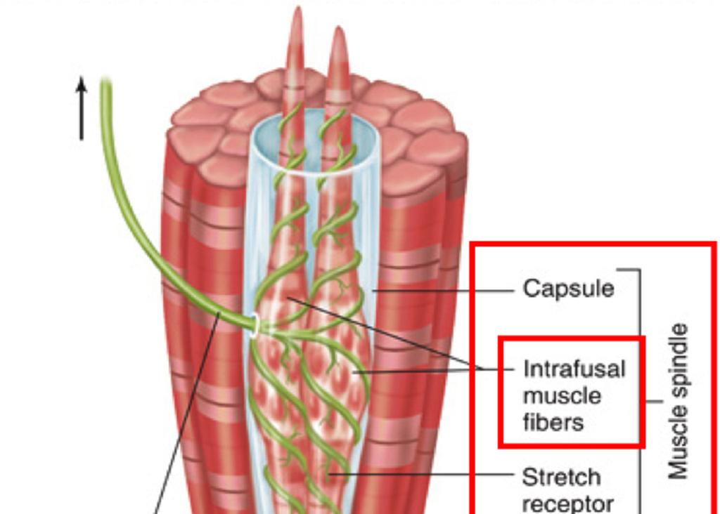 Muscle spindles are sensory receptors within the belly of a muscle that primarily detect changes in the length of this muscle.