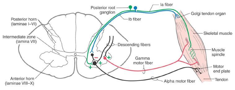 Gamma fibers activate the muscle fibers indirectly, while alpha fibers do it directly.