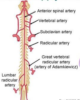 spinal arteries: arise from the posterior