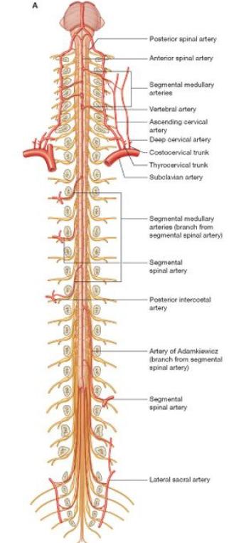 Blood supply of spinal cord segmental spinal arteries, arise from: Vertebral arteries Deep cervical arteries in the neck Posterior intercostal arteries in the thorax lumbar arteries in the abdomen