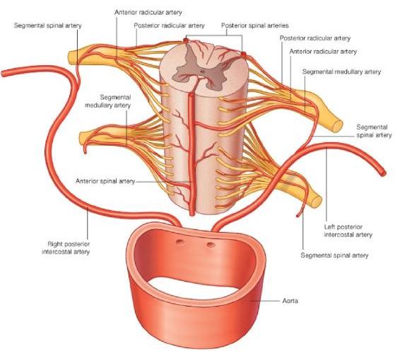 Blood supply of spinal cord segmental spinal arteries, arise from: Vertebral arteries Deep cervical arteries in the neck Posterior intercostal arteries in