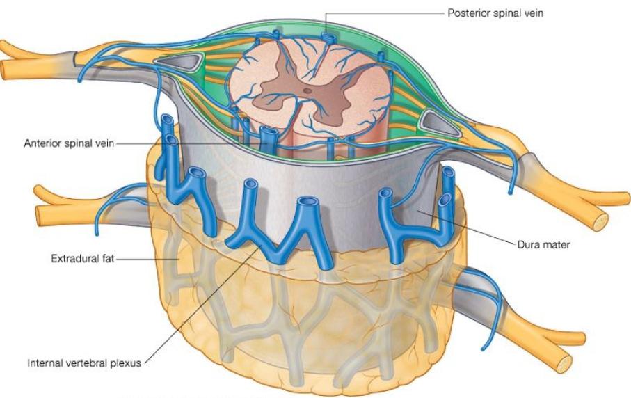 Venous drainage of spinal cord Two pairs of veins on each side One midline channel parallels the anterior median fissure One midline channel passes along the posterior median sulcus Drain into an