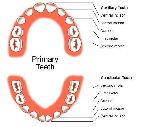 Rule of 4 s Children have 20 teeth 4 new teeth erupt every 4 months