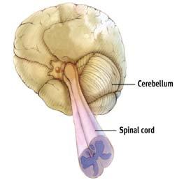 the sensory receiving areas in the cortex and transmits replies to the cerebellum and medulla The Brain Cerebellum