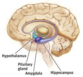 Amygdala [ah-mig-dah-la] two almond-shaped neural clusters that are components of the limbic system and are linked to emotion The Brain Hypothalamus neural