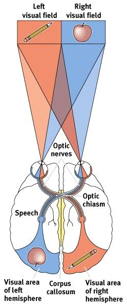 Our Divided Brain Corpus callosum Corpus Callosum large band of neural fibers connects the two brain