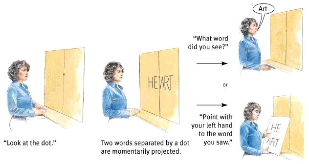 Point with your left hand to the word you saw.