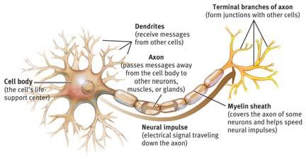 Neural Neural Action Potential a neural impulse; a brief electrical charge that travels