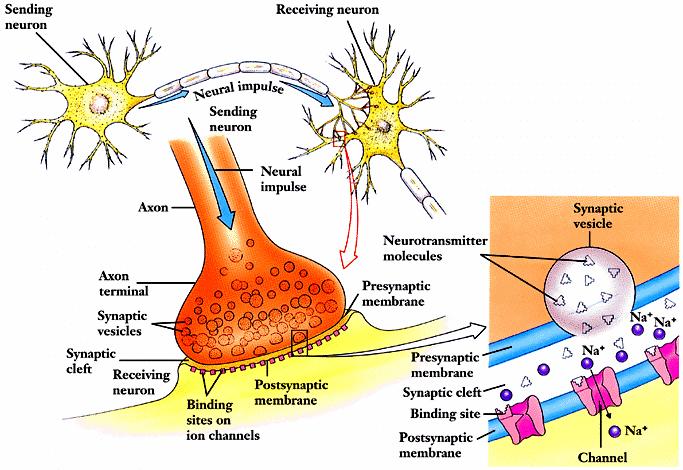 Neural Synapse [SIN-aps] junction between the axon tip of the sending neuron and the dendrite or cell body of the receiving neuron