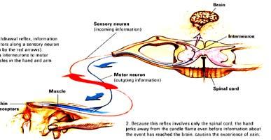 information) Spinal cord The Nervous System Inputs Neurons in the brain connect with one another to