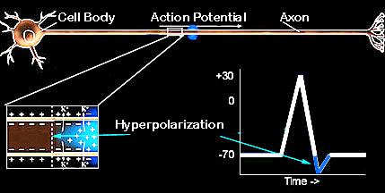 Finally, Hyperpolarization Repolarization leads to a voltage below the resting potential, called