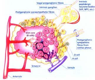 muscle BP Constriction of blood vessels BP Dilation of