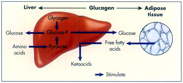 Signs and symptoms of diabetes mellitus Hyperglycemia Glucosuria (Osmotic diuresis) Hyperlipidemia Ketonemia Protein wasting Weight loss An OGTT value in the blood of 200 mg/dl or greater measured at