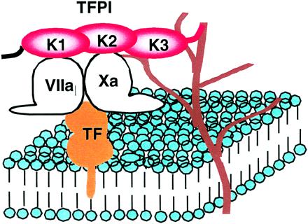 1.1. INHIBITOR FAKTORA TKIVNOG PUTA Inhibitor faktora tkivnog puta je endogena protuzgrušavajuća bjelančevina, inhibitor serinskih proteaza ( aktivirani faktori II, IX, X, XI i XII).