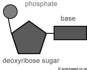 phosphorylated to