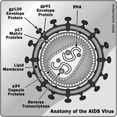 HIV - retrovirus Viral RNA Reverse transcriptase (RT) Viral DNA 2-4 weeks of asymptomatic