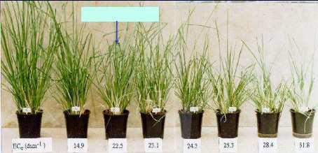 Tolerance to high soil and water salinity Special Physiological Features Saline threshold level is at EC e =8 dsm -1, 50% growth reduction at 17.5 dsm -1.