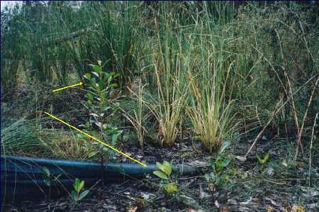 Physiological Features One year after planting, vetiver growing among mangrove