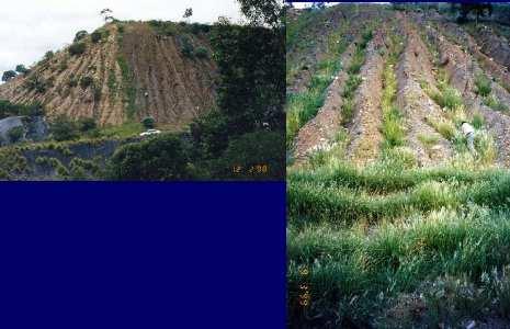 CASE STUDY 2: Old coal mine overburden This coal mine waste rock dump remained barren after 50 years Vetiver