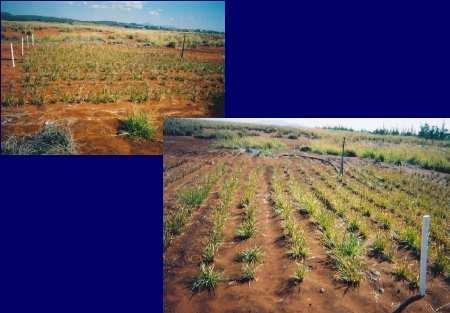 CASE STUDY 4: Bauxite Redmud tailings Old Redmud Three week after planting