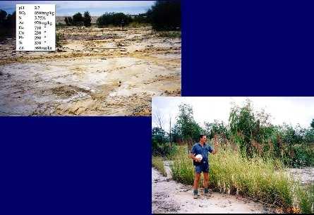 CASE STUDY 6: Old gold tailings dump Kidston mine old gold tailings : An extremely acidic (ph 2.