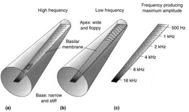 Frequency Coding & Localization 1 Response of basilar membrane to sine waves