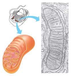 ATP is the primary energy source for all cellular activity. Chloroplast Enzyme molecules that make ATP are embedded in the inner membrane. Mitochondrion Outer membrane Figure 4.