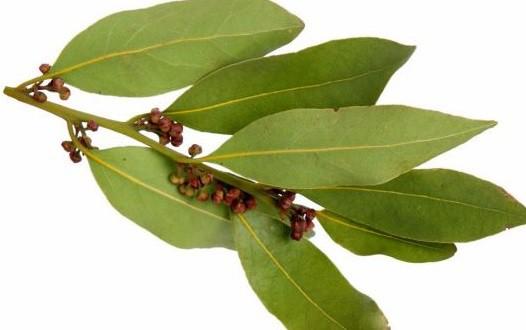 Bay leaf can also be used in various forms to help get rid of chest congestion. It has antibacterial and soothing properties.