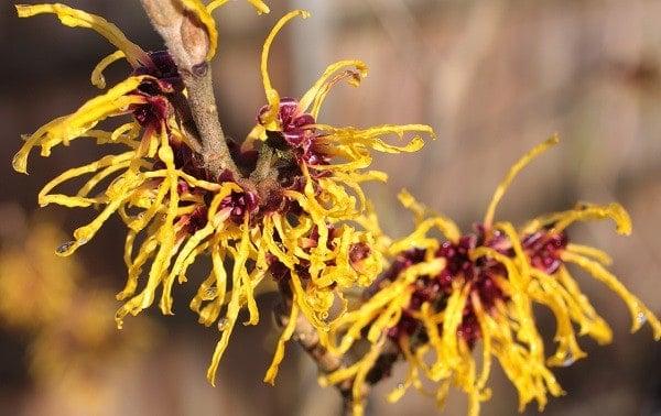 One of the most widely recommended home remedies for cold sores is witch hazel.