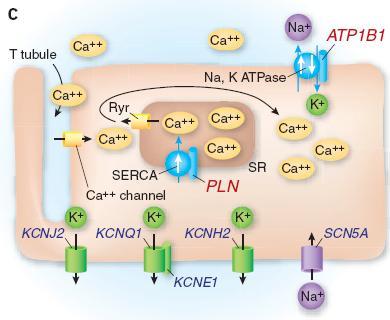 Many common variants affect QT interval Ion Channels KCNQ1, KCNH2, KCNE1, KCNJ2, SCN5A, SCN10A NOS1AP Ion Channel Regulators NOS1AP, ATP1B1, CASQ2, PLN Others