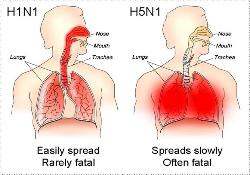 H1N1/H5N1
