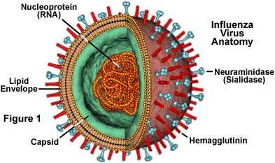 Influenza viruses are subtyped according to surface glycoproteins: hemagglutinin (HA) and neuraminidase (NA) Currently, there are 16 hemagglutinins (H1 to H16) and 9 neuraminidases (N1 to N9) 144