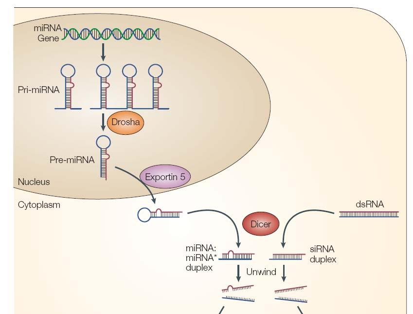 complementarity to protein coding mrna sequences induce the