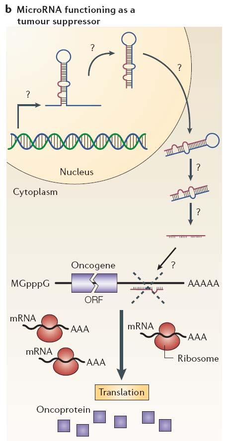 MicroRNAs as Tumor