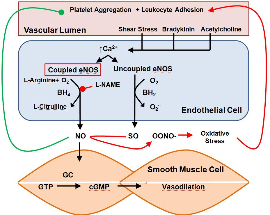 4 Figure 2: Illustration of the mechanism of action of nitric oxide displaying how it maintains endothelium normal function.