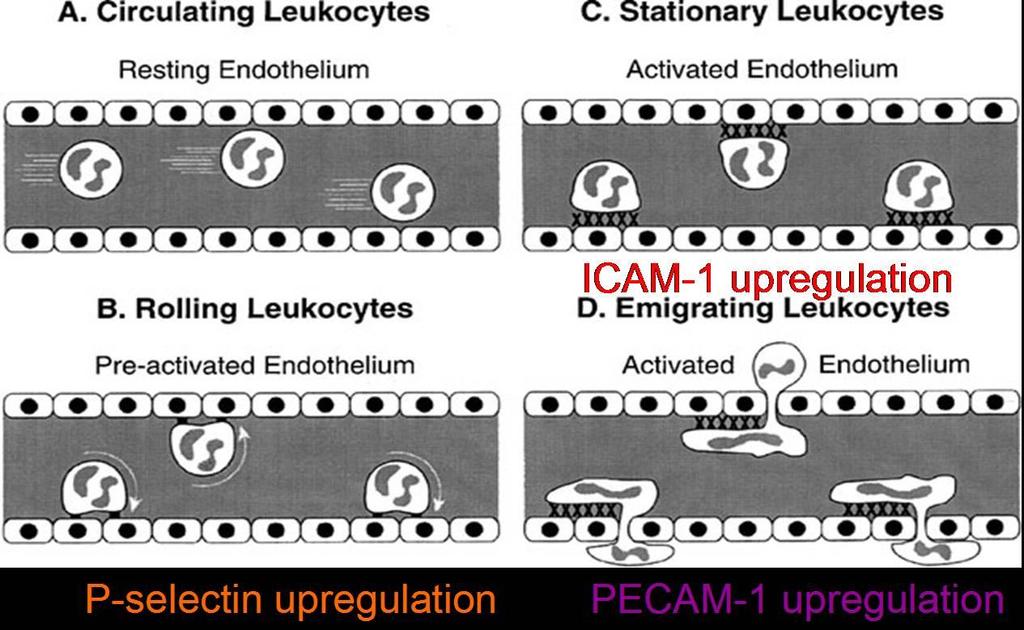11 Figure 4: Steps and CAMs involved in leukocyte-endothelial cell recruitment [Adapted from 23]. Endothelial Dysfunction in Pathological Conditions Diabetes It is estimated that 25.