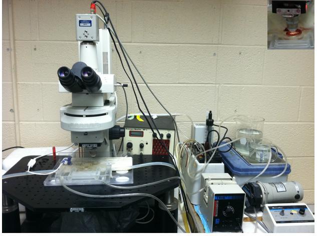 19 Figure 5: Experimental setup for intravital microscopy. Inserted picture in upper right Exteriorized loop of mesenteric tissue undergoing superfusion of test solution.