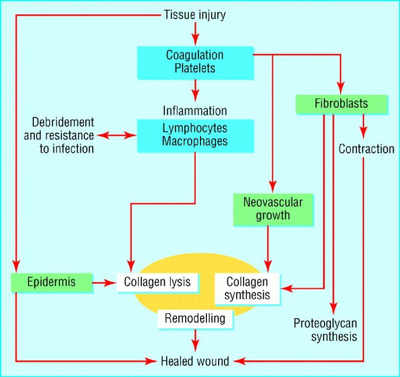 THE BIOLOGY OF PLATELET-GEL THERAPY The synopsis of normal healing includes a well known sequence of coordinated phases.