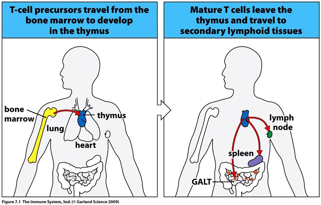 T cells rearrange their receptors in the thymus whereas B cells do so
