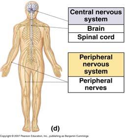 Concept Map Section 35-3 The Nervous System is divided into Central nervous system Peripheral nervous system Motor nerves which consists of Sensory nerves that make up Somatic nervous system