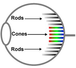 Rods and Cones Rods - provide black and white images - good for seeing in low intensity light - packed most tightly around the edge of retina so people can see things most clearly when not