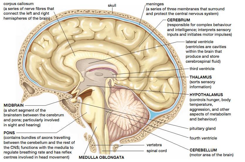 Protecting the CNS The brain is protected by three things: 1. the skull (cranium) 2. meninges series of three membranes that surround brain and spinal cord 3.