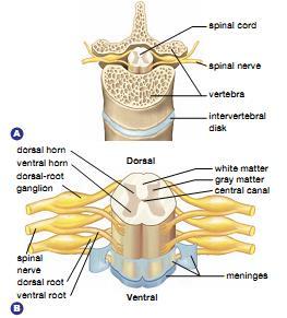 The Brain Parts and Functions Midbrain: a short section of brainstem between the cerebrum and the pons.