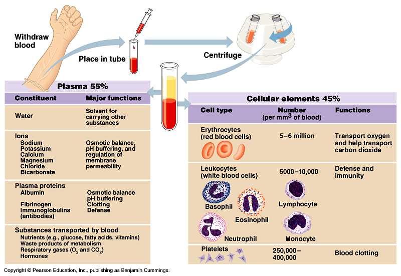 Blood Plasma: liquid matrix of blood in which cells are suspended (90% water) Erythrocytes (RBCs): transport O2 via hemoglobin Leukocytes (WBCs): defense and