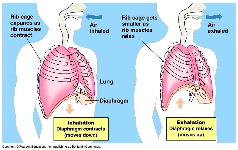Breathing Positive pressure breathing: pushes air into lungs (frog) Negative pressure breathing: pulls air into lungs (mammals) Inhalation: diaphragm contraction; Exhalation: diaphragm relaxation