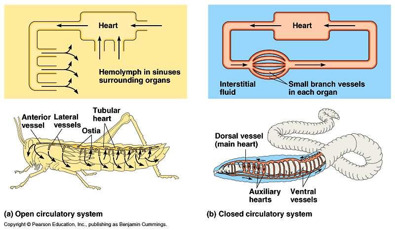 Circulation system evolution, I Gastrovascular cavity (cnidarians, flatworms) Open circulatory hemolymph (blood & interstitial fluid) sinuses (spaces surrounding organs) Closed