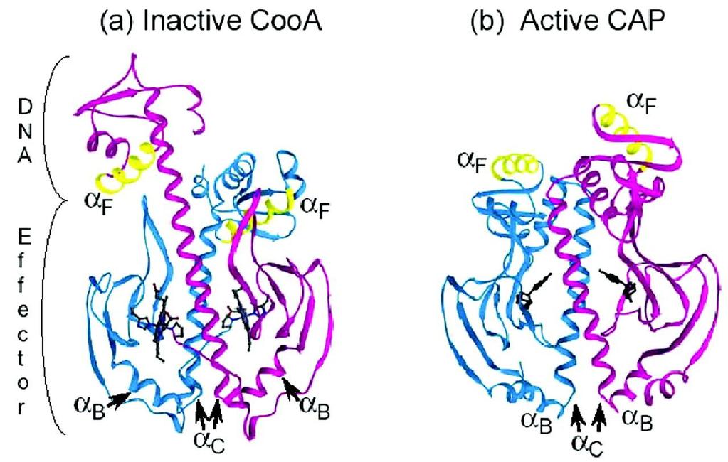 Ribbon diagram of the structure of CooA in its inactive Fe[II] state and of CAP in its active, camp-bound state.
