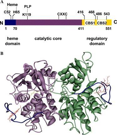 Fig. 2. Modular organization of human cystathionine β-synthase and structure of the truncated enzyme. (A) Schematic depiction of the modular organization of human cystathionine β-synthase.
